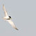 Least Tern